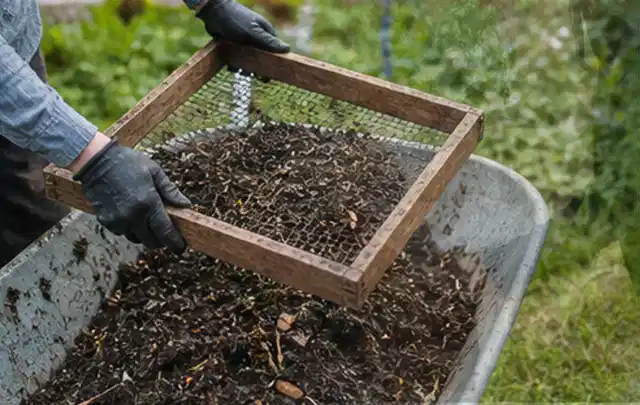 Behandschuhte Hände sieben reifen Kompost über einer Gartenschubkarre; Thema Erbsen, Schwerpunkt Aussaat; Kontrolle.