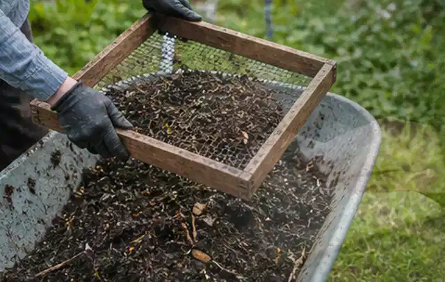 Behandschuhte Hände sieben reifen Kompost über einer Gartenschubkarre; Thema Erbsen, Schwerpunkt Bewässerung; Praxisalltag.