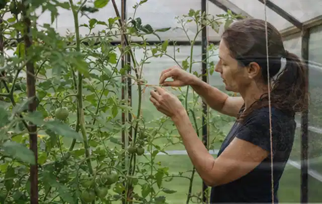 Person bindet junge Tomatentriebe in einem privaten Gewächshaus vorsichtig an; Thema Erbsen, Schwerpunkt Boden; Umsetzung.