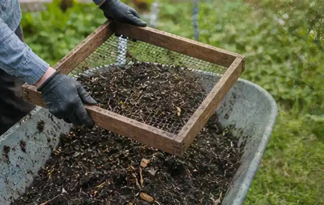 Behandschuhte Hände sieben reifen Kompost über einer Gartenschubkarre; Thema Erbsen, Schwerpunkt Boden; Kontrolle.