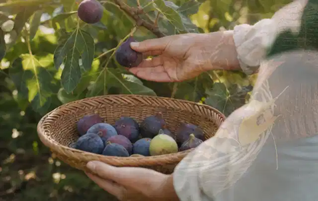 Hand pflückt eine reife Feige über einem flachen Korb mit Früchten; Thema Erbsen, Schwerpunkt Einsteigerwissen; Kontrolle.