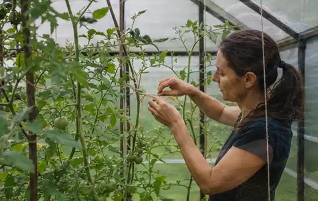 Person bindet junge Tomatentriebe in einem privaten Gewächshaus vorsichtig an; Thema Erbsen, Schwerpunkt Ernte; Kontrolle.