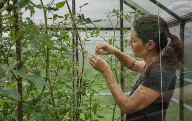 Person bindet junge Tomatentriebe in einem privaten Gewächshaus vorsichtig an; Thema Erbsen, Schwerpunkt Gesundheit; Ausgangslage.