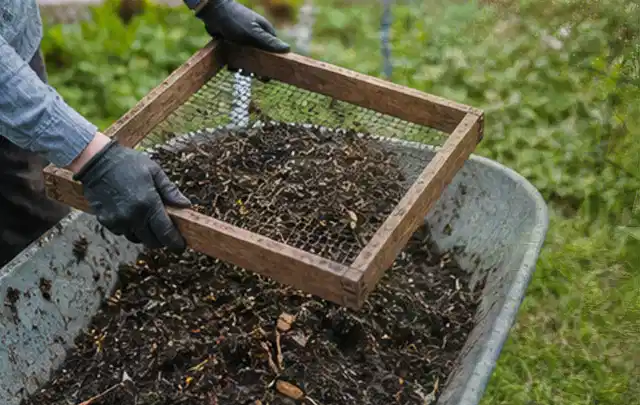 Behandschuhte Hände sieben reifen Kompost über einer Gartenschubkarre; Thema Erbsen, Schwerpunkt Gesundheit; Umsetzung.