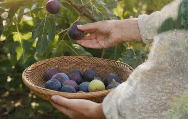 Hand pflückt eine reife Feige über einem flachen Korb mit Früchten; Thema Erbsen, Schwerpunkt Gesundheit; Kontrolle.