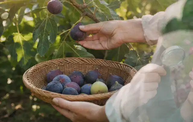 Hand pflückt eine reife Feige über einem flachen Korb mit Früchten; Thema Erbsen, Schwerpunkt Hochbeet; Kontrolle.