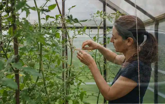 Person bindet junge Tomatentriebe in einem privaten Gewächshaus vorsichtig an; Thema Erbsen, Schwerpunkt Hochbeet; Praxisalltag.