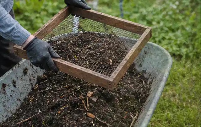 Behandschuhte Hände sieben reifen Kompost über einer Gartenschubkarre; Thema Erbsen, Schwerpunkt Lagerung; Ergebnis.
