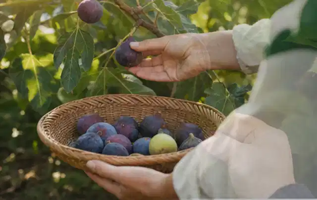 Hand pflückt eine reife Feige über einem flachen Korb mit Früchten; Thema Erbsen, Schwerpunkt Nährstoffe; Ausgangslage.