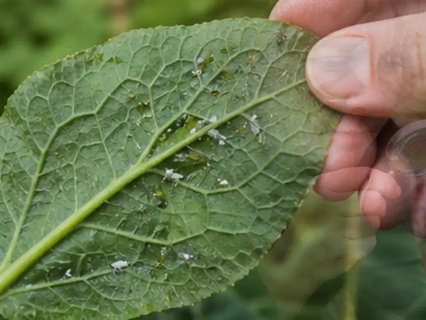 Hand hält ein Blatt mit kleinen hellen Schädlingen auf der Unterseite; Thema Erbsen, Schwerpunkt Pflanzenschutz; Titelbild.