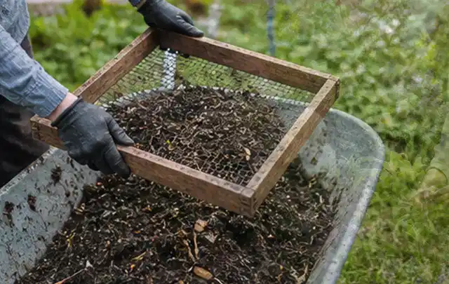 Behandschuhte Hände sieben reifen Kompost über einer Gartenschubkarre; Thema Erbsen, Schwerpunkt Pflanzenschutz; Umsetzung.
