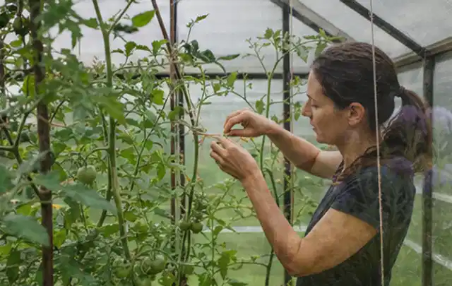 Person bindet junge Tomatentriebe in einem privaten Gewächshaus vorsichtig an; Thema Erbsen, Schwerpunkt Pflanzenschutz; Kontrolle.