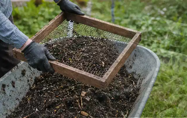 Behandschuhte Hände sieben reifen Kompost über einer Gartenschubkarre; Thema Erbsen, Schwerpunkt Pflanzung; Umsetzung.