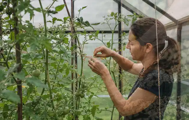 Person bindet junge Tomatentriebe in einem privaten Gewächshaus vorsichtig an; Thema Erbsen, Schwerpunkt Saisonkalender; Umsetzung.