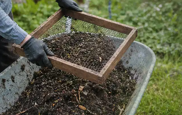 Behandschuhte Hände sieben reifen Kompost über einer Gartenschubkarre; Thema Erbsen, Schwerpunkt Sortenwahl; Ausgangslage.