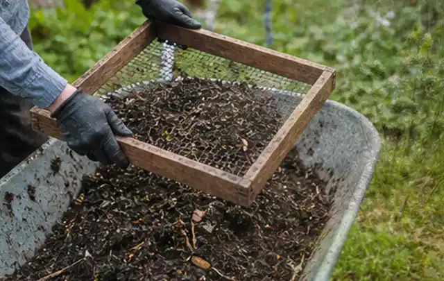 Behandschuhte Hände sieben reifen Kompost über einer Gartenschubkarre; Thema Erbsen, Schwerpunkt Standort; Kontrolle.