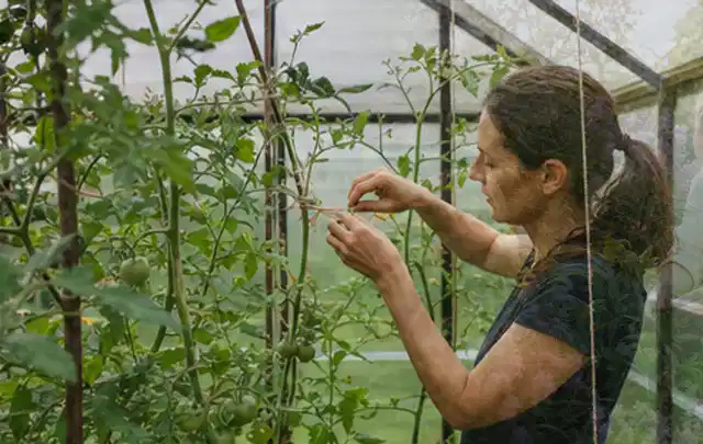 Person bindet junge Tomatentriebe in einem privaten Gewächshaus vorsichtig an; Thema Erdbeeren, Schwerpunkt Anbau; Ausgangslage.