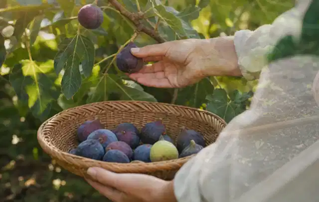 Hand pflückt eine reife Feige über einem flachen Korb mit Früchten; Thema Erdbeeren, Schwerpunkt Anbau; Praxisalltag.