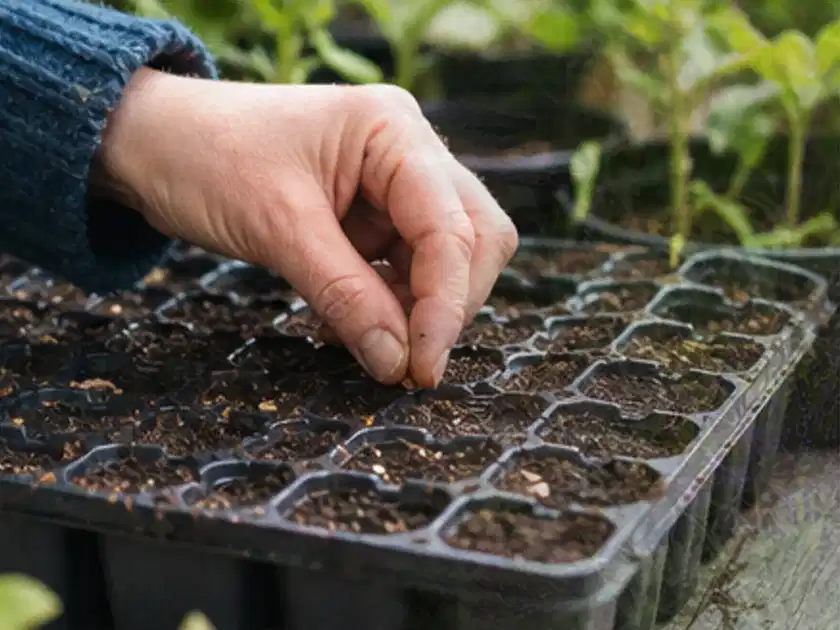 Hand legt einzelne Samen in vorbereitete Anzuchtschalen mit lockerer Erde; Thema Erdbeeren, Schwerpunkt Aussaat; Titelbild.