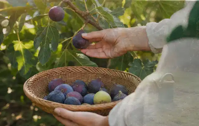 Hand pflückt eine reife Feige über einem flachen Korb mit Früchten; Thema Erdbeeren, Schwerpunkt Aussaat; Kontrolle.