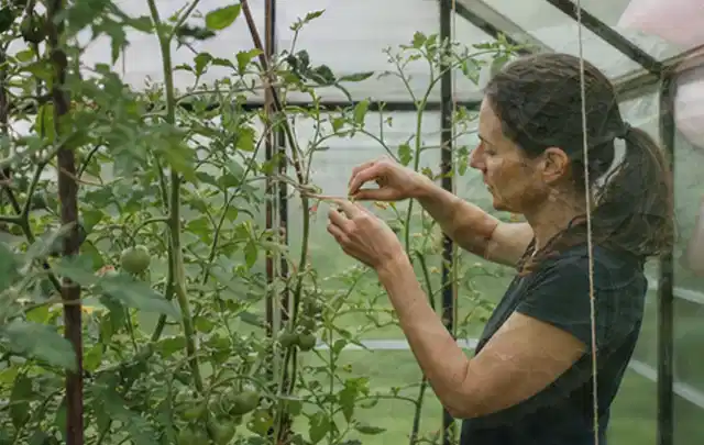 Person bindet junge Tomatentriebe in einem privaten Gewächshaus vorsichtig an; Thema Erdbeeren, Schwerpunkt Aussaat; Ergebnis.