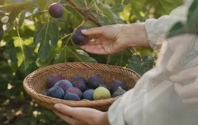 Hand pflückt eine reife Feige über einem flachen Korb mit Früchten; Thema Erdbeeren, Schwerpunkt Balkongarten; Kontrolle.