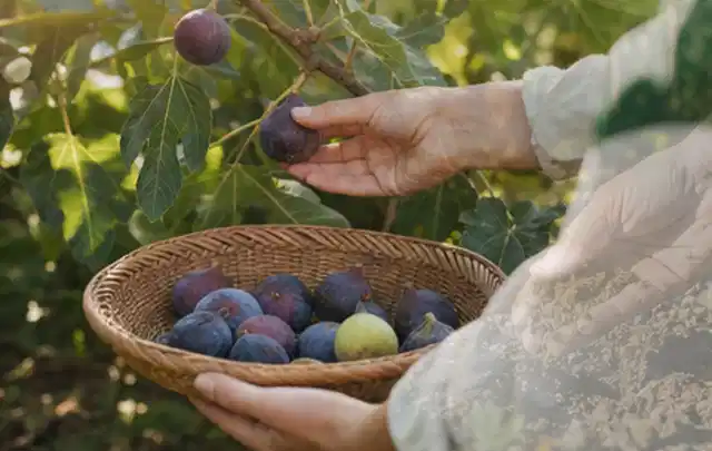 Hand pflückt eine reife Feige über einem flachen Korb mit Früchten; Thema Erdbeeren, Schwerpunkt Bewässerung; Ausgangslage.