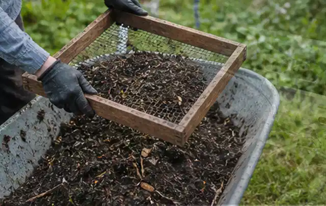 Behandschuhte Hände sieben reifen Kompost über einer Gartenschubkarre; Thema Erdbeeren, Schwerpunkt Bewässerung; Umsetzung.