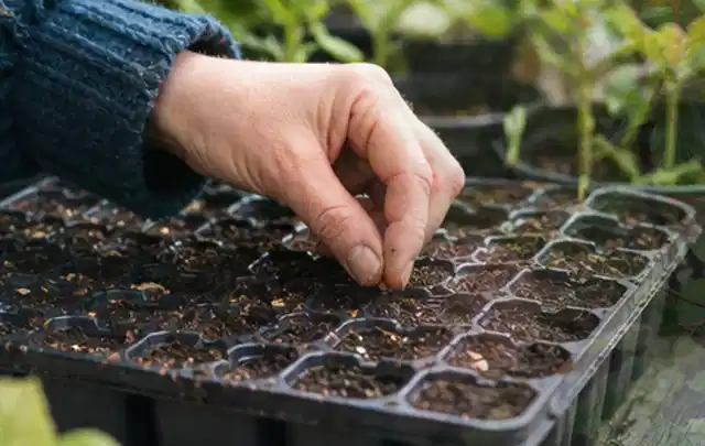 Hand legt einzelne Samen in vorbereitete Anzuchtschalen mit lockerer Erde; Thema Erdbeeren, Schwerpunkt Bewässerung; Kontrolle.