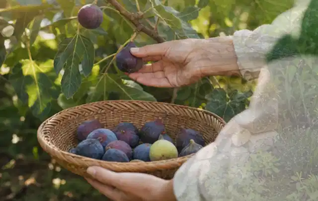 Hand pflückt eine reife Feige über einem flachen Korb mit Früchten; Thema Erdbeeren, Schwerpunkt Boden; Praxisalltag.