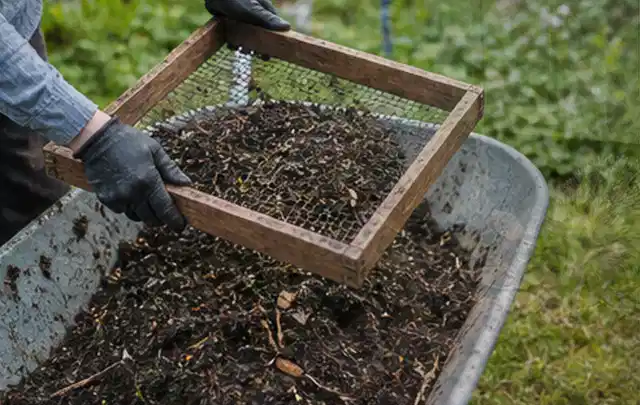 Behandschuhte Hände sieben reifen Kompost über einer Gartenschubkarre; Thema Erdbeeren, Schwerpunkt Einsteigerwissen; Kontrolle.