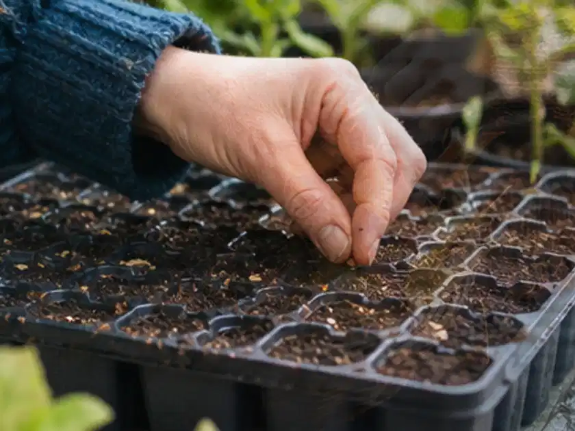Hand legt einzelne Samen in vorbereitete Anzuchtschalen mit lockerer Erde; Thema Erdbeeren, Schwerpunkt Ernte; Titelbild.