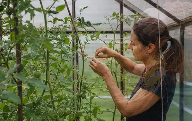Person bindet junge Tomatentriebe in einem privaten Gewächshaus vorsichtig an; Thema Erdbeeren, Schwerpunkt Ernte; Ausgangslage.