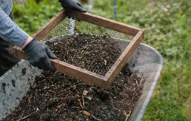 Behandschuhte Hände sieben reifen Kompost über einer Gartenschubkarre; Thema Erdbeeren, Schwerpunkt Ernte; Umsetzung.