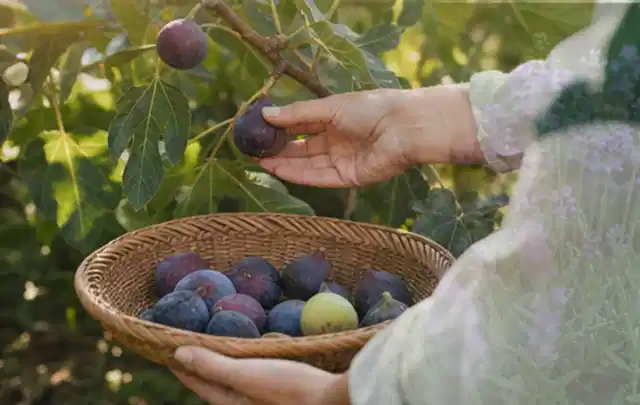 Hand pflückt eine reife Feige über einem flachen Korb mit Früchten; Thema Erdbeeren, Schwerpunkt Ernte; Praxisalltag.