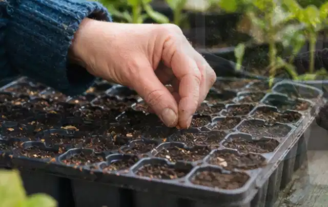 Hand legt einzelne Samen in vorbereitete Anzuchtschalen mit lockerer Erde; Thema Erdbeeren, Schwerpunkt Ernteprobleme; Ergebnis.