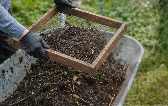 Behandschuhte Hände sieben reifen Kompost über einer Gartenschubkarre; Thema Erdbeeren, Schwerpunkt Ernteprobleme; Praxisalltag.