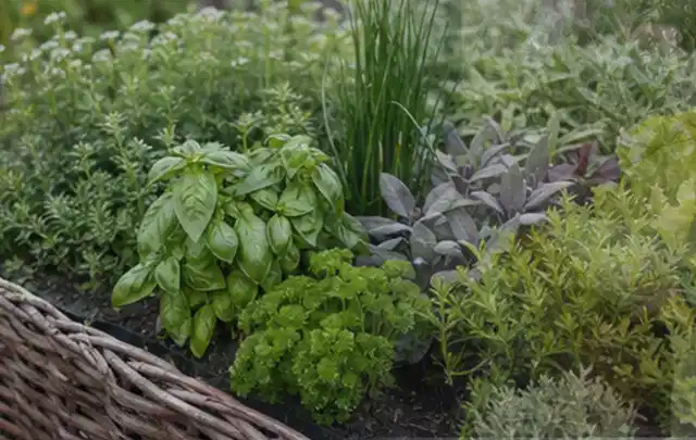 Dichtes Hochbeet mit Basilikum Schnittlauch Petersilie Salbei und weiteren Küchenkräutern; Thema Erdbeeren, Schwerpunkt Fehlerhilfe; Ergebnis.