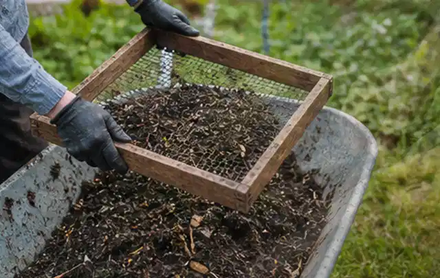 Behandschuhte Hände sieben reifen Kompost über einer Gartenschubkarre; Thema Erdbeeren, Schwerpunkt Gewächshaus; Umsetzung.