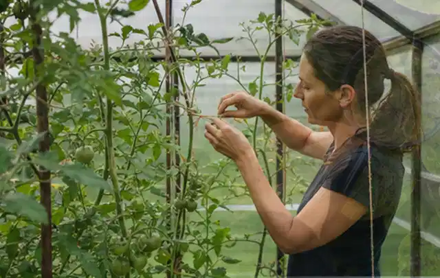 Person bindet junge Tomatentriebe in einem privaten Gewächshaus vorsichtig an; Thema Erdbeeren, Schwerpunkt Gewächshaus; Ergebnis.