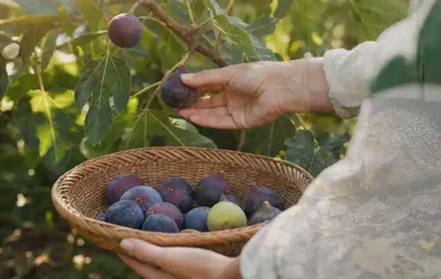 Hand pflückt eine reife Feige über einem flachen Korb mit Früchten; Thema Erdbeeren, Schwerpunkt Gewächshaus; Praxisalltag.