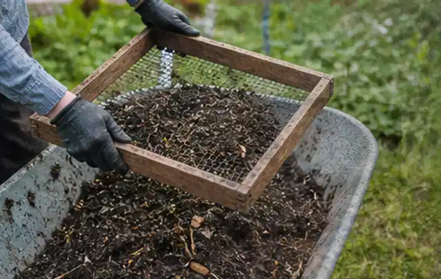 Behandschuhte Hände sieben reifen Kompost über einer Gartenschubkarre; Thema Erdbeeren, Schwerpunkt Hochbeet; Ausgangslage.