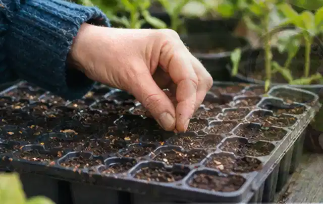 Hand legt einzelne Samen in vorbereitete Anzuchtschalen mit lockerer Erde; Thema Erdbeeren, Schwerpunkt Hochbeet; Umsetzung.