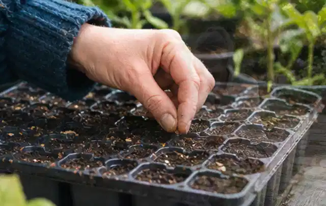 Hand legt einzelne Samen in vorbereitete Anzuchtschalen mit lockerer Erde; Thema Erdbeeren, Schwerpunkt Lagerung; Ausgangslage.