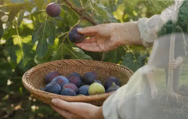 Hand pflückt eine reife Feige über einem flachen Korb mit Früchten; Thema Erdbeeren, Schwerpunkt Lagerung; Kontrolle.