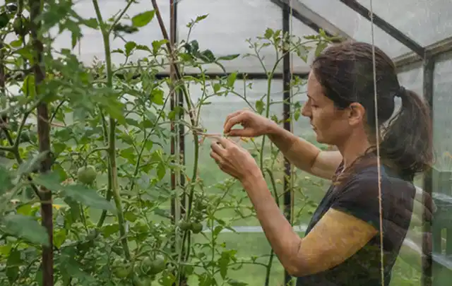 Person bindet junge Tomatentriebe in einem privaten Gewächshaus vorsichtig an; Thema Erdbeeren, Schwerpunkt Lagerung; Ergebnis.