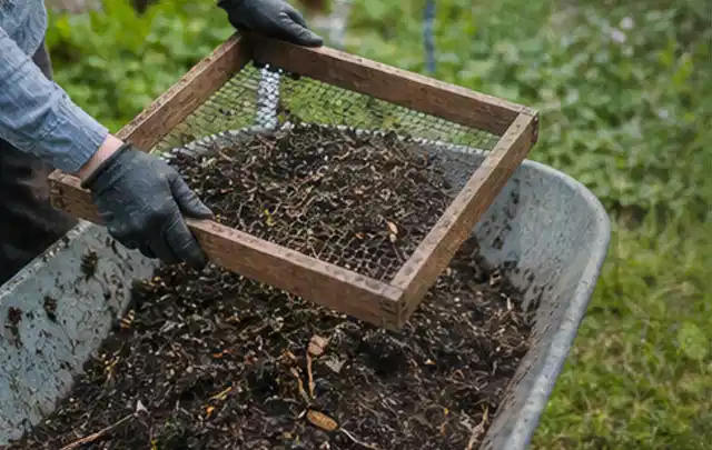 Behandschuhte Hände sieben reifen Kompost über einer Gartenschubkarre; Thema Erdbeeren, Schwerpunkt Lagerung; Praxisalltag.