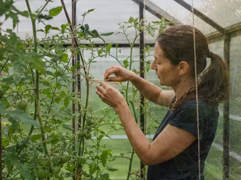 Person bindet junge Tomatentriebe in einem privaten Gewächshaus vorsichtig an; Thema Erdbeeren, Schwerpunkt Nährstoffe; Titelbild.