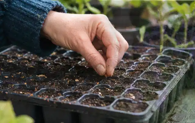 Hand legt einzelne Samen in vorbereitete Anzuchtschalen mit lockerer Erde; Thema Erdbeeren, Schwerpunkt Nährstoffe; Ergebnis.