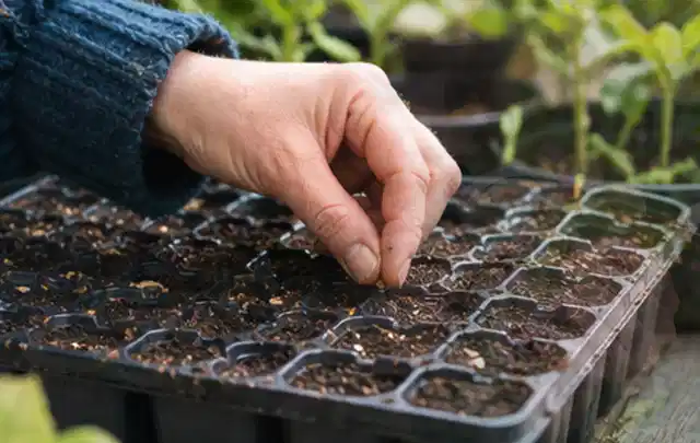 Hand legt einzelne Samen in vorbereitete Anzuchtschalen mit lockerer Erde; Thema Erdbeeren, Schwerpunkt Obst; Kontrolle.